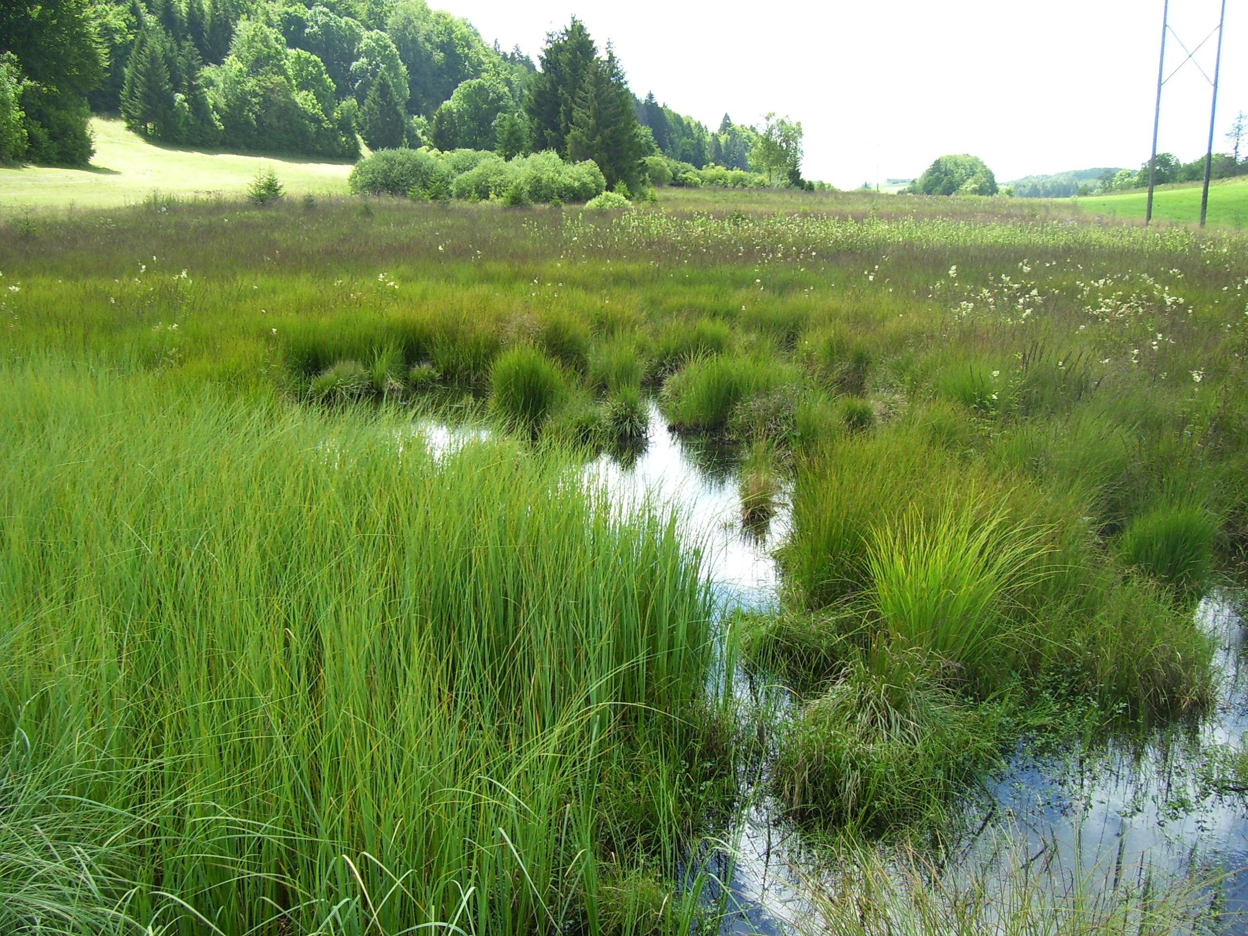 tourbiere-plateau-du-jura